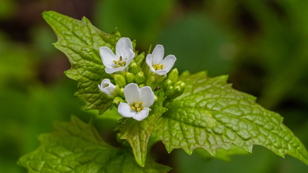 Discover the Surprising Health Benefits of This Common Garden Weed