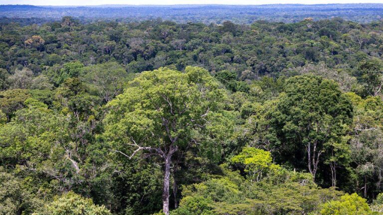 New Evidence Suggests Humans Inhabited Jungles Earlier Than Previously Believed