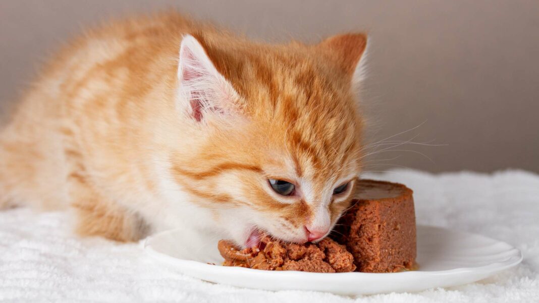 Surprising Results: Stiftung Warentest Reveals Top Cat Food Choices for Owners