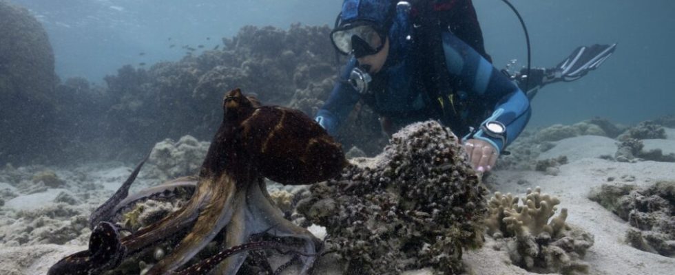 "Les secrets de la pieuvre" plonge en profondeur dans le monde des animaux fascinants
