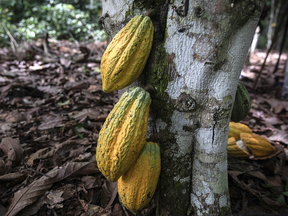 Des cabosses de cacao sur un arbre