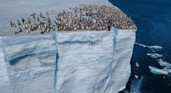 Les « Secrets de » de NatGeo capturent la tradition ultra rare des pingouins (VIDÉO)