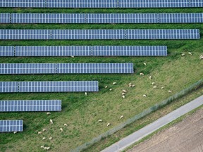 Des moutons paissent près de panneaux solaires à Hildesheim, Allemagne, 2014.