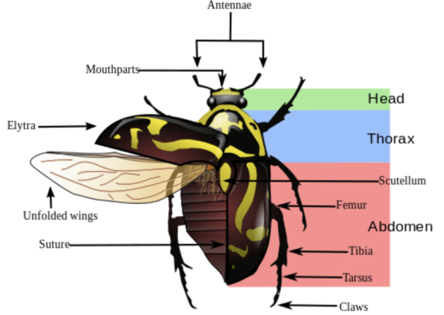 Malgré leur variété kaléidoscopique, la plupart des coléoptères partagent le même plan corporel en trois parties.  La capacité des insectes à replier leurs ailes de vol, à la manière d'un origami, sous des ailes antérieures protectrices appelées élytres, permet aux coléoptères de se faufiler dans les crevasses rocheuses et de s'enfouir à l'intérieur des arbres.  Selon les scientifiques, la capacité des coléoptères à prospérer dans un large éventail de microhabitats pourrait également contribuer à expliquer l'abondance de leurs espèces.