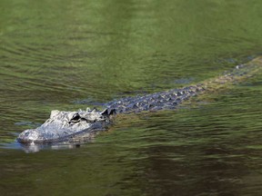 Sur cette photo d'archive du 17 mai 2021, un alligator regarde lors d'une ronde d'entraînement avant le championnat PGA 2021 à l'Ocean Course du Kiawah Island Resort à Kiawah Island, Caroline du Sud.