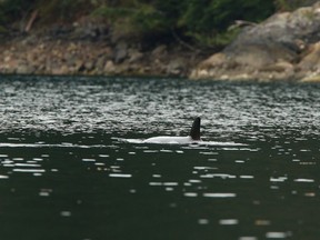 L’orque orpheline dans un lagon près de Zeballos, en Colombie-Britannique, le lundi 1er avril 2024.