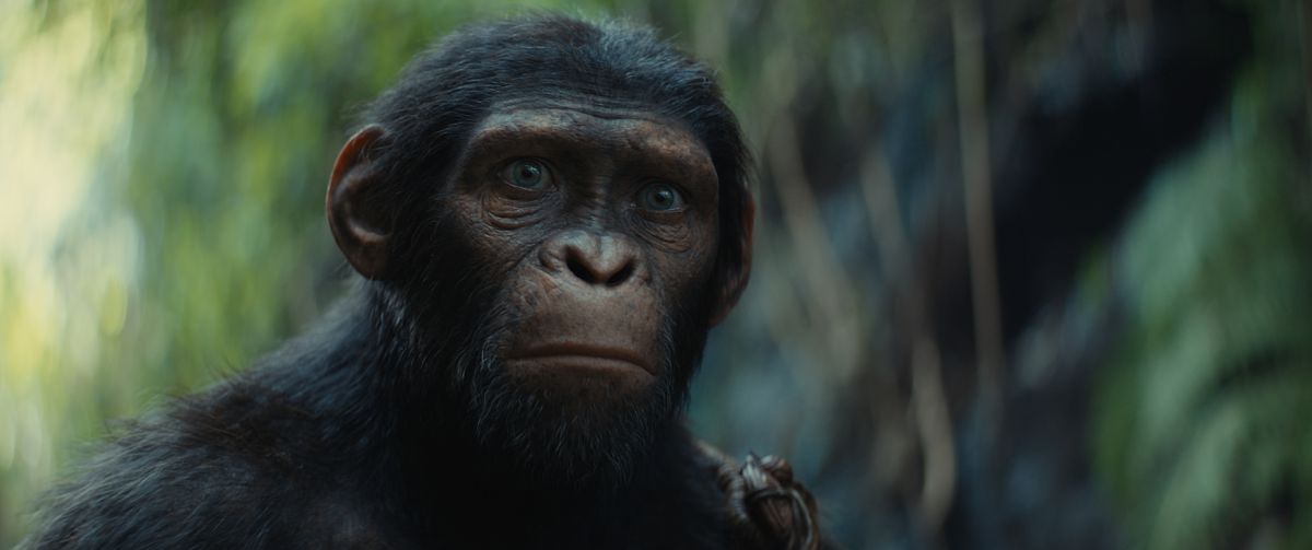 Noa, un chimpanzé du Royaume de la Planète des Singes, regarde la caméra avec une expression inquiète