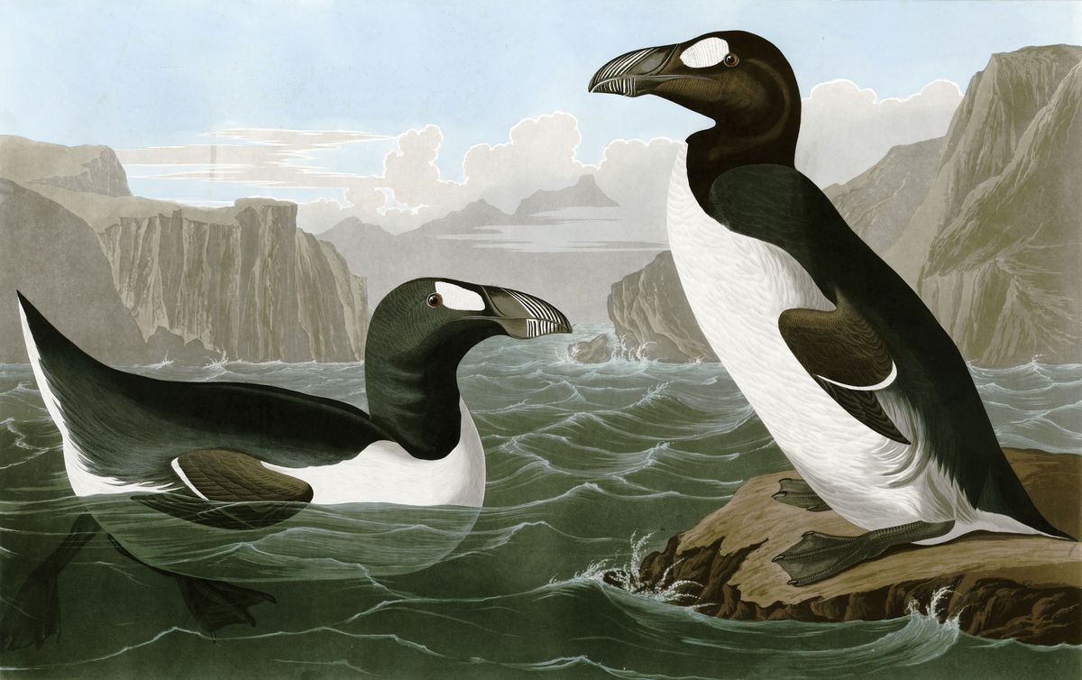 Une illustration de deux Grands Pingouins, un oiseau noir et blanc ressemblant à un pingouin.  L’un se refroidit sur un rocher, l’autre nage. 