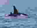 Une mère et son petit orque nagent en formation serrée
