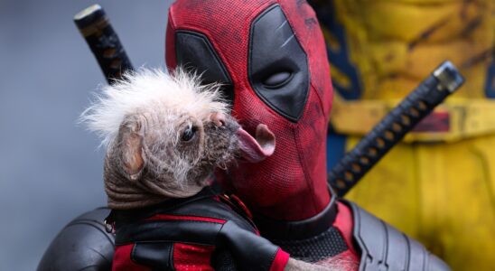 L'animal de compagnie bien-aimé de Deadpool, Dogpool, est joué par le chien le plus laid de Grande-Bretagne