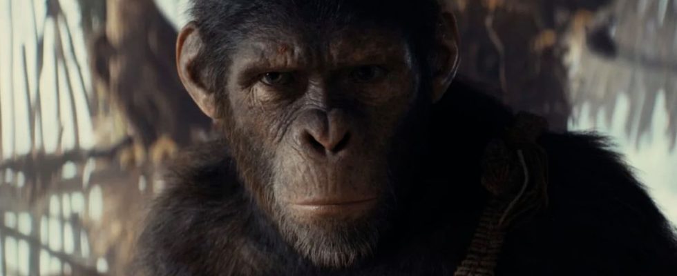 Noa the chimp in Kingdom of the Planet of the Apes