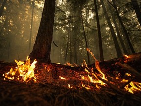 Un point chaud provoqué par l’incendie de forêt du Lower East Adams Lake brûle à Scotch Creek, en Colombie-Britannique, le dimanche 20 août 2023.