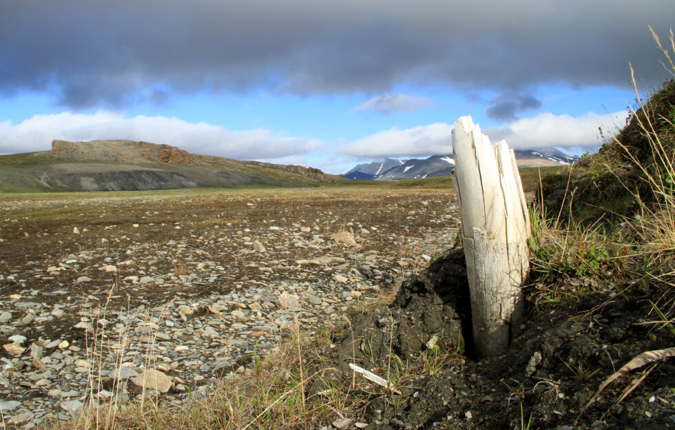 L'île Wrangel, au nord de la Sibérie, possède une vaste toundra.