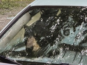 Un ours qui est entré par effraction dans une voiture à Winsted, dans le Connecticut, est visible à travers la vitre avant du véhicule sur cette photo du 15 juillet 2024.