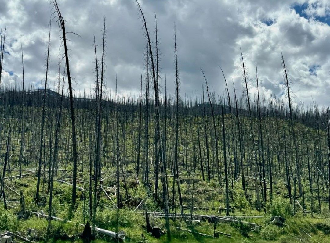 Incendie de forêt de Jasper par Bryan Cranston