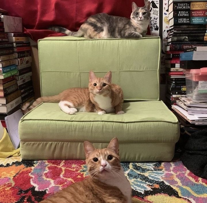 Image de trois chats autour d'un coussin vert dans une pièce remplie de livres. Au-dessus se trouve un chat calico, sur le coussin et devant sur le sol se trouvent deux menaces orange et blanches. Tous regardent la caméra.