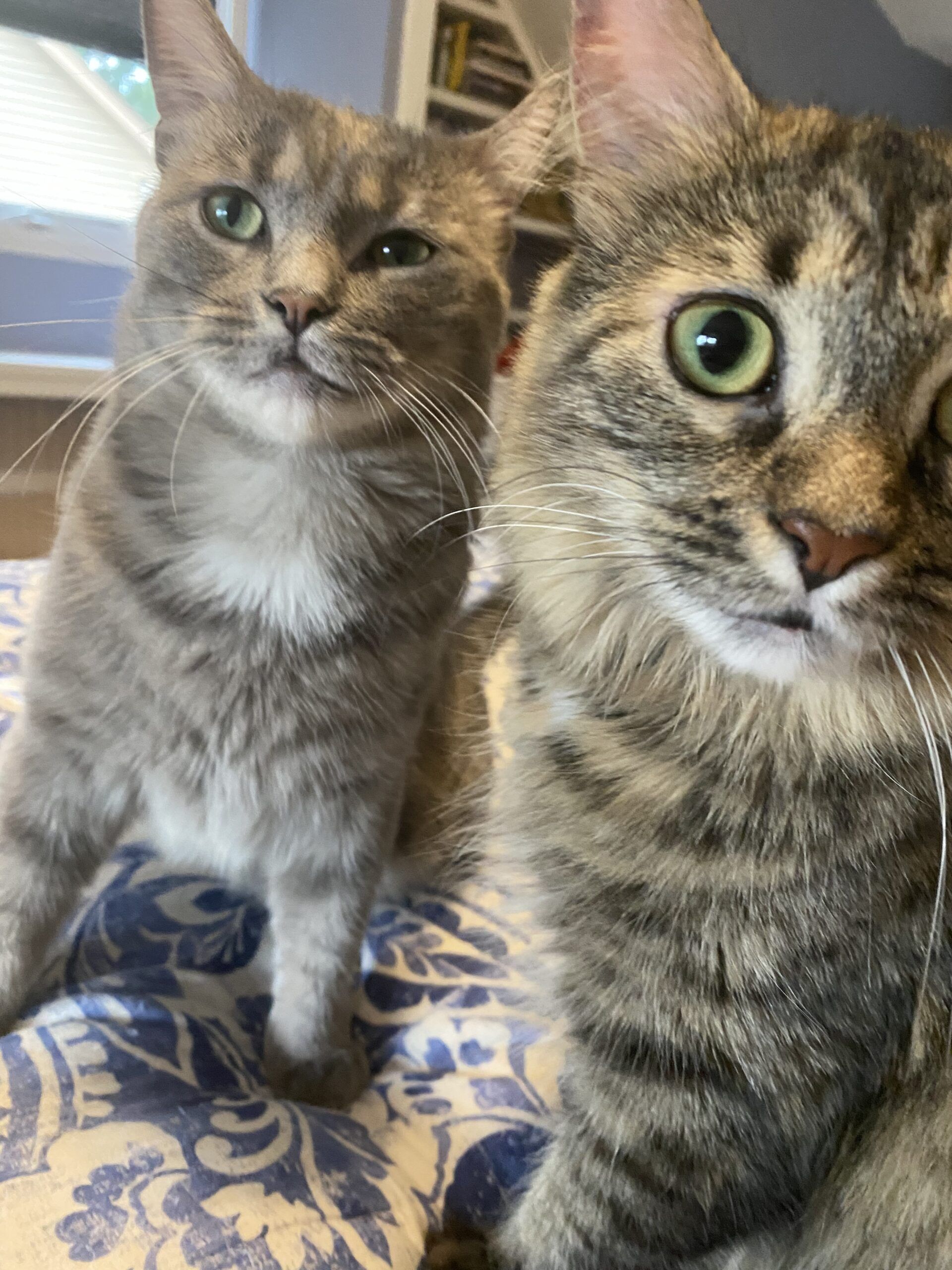 Image en gros plan de deux chats tigrés aux yeux verts regardant curieusement la caméra