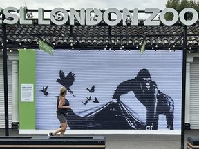 Un coureur passe devant une reproduction d'une fresque de Banksy à l'extérieur du zoo de Londres, dimanche 18 août 2024. Le zoo de Londres a retiré la fresque représentant un gorille de Banksy de son portail d'entrée. Cette peinture était la dernière œuvre sur le thème animalier de l'artiste de rue à apparaître pendant neuf jours consécutifs à Londres.