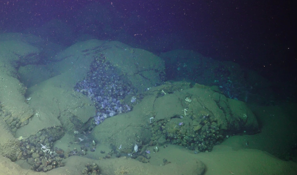 Le champ hydrothermal de Tahi Moana, photographié ici, a été observé recouvert par des cendres atteignant jusqu'à 15 cm à certains endroits. Certains escargots et moules de cette région ont réussi à survivre à l'éruption et à ses conséquences.