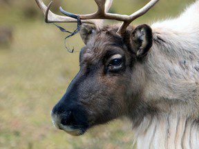 Opinion : Le décret fédéral sur le caribou va nuire au Québec rural