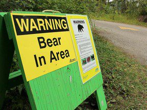 Un randonneur gravement blessé par un ours à Crowsnest Pass