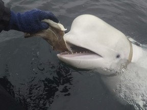 Sur cette photo prise en avril 2019, un béluga trouvé en Norvège est nourri.