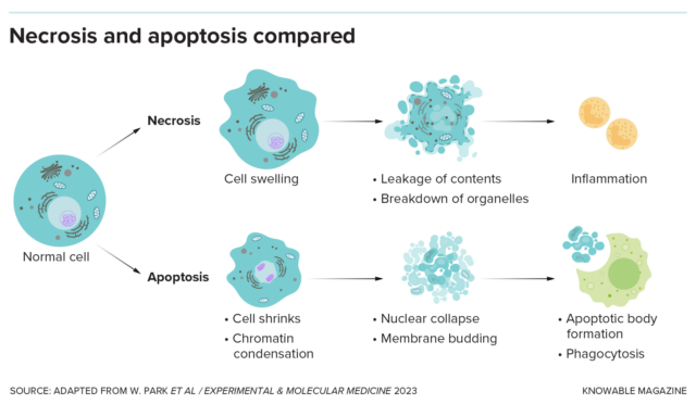 Dans la nécrose, une cellule meurt accidentellement, libérant son contenu et attirant les cellules immunitaires vers le site endommagé en créant une inflammation. Lors de l’apoptose, la cellule s’effondre sur elle-même et les morceaux sont éliminés sans provoquer d’inflammation dommageable.