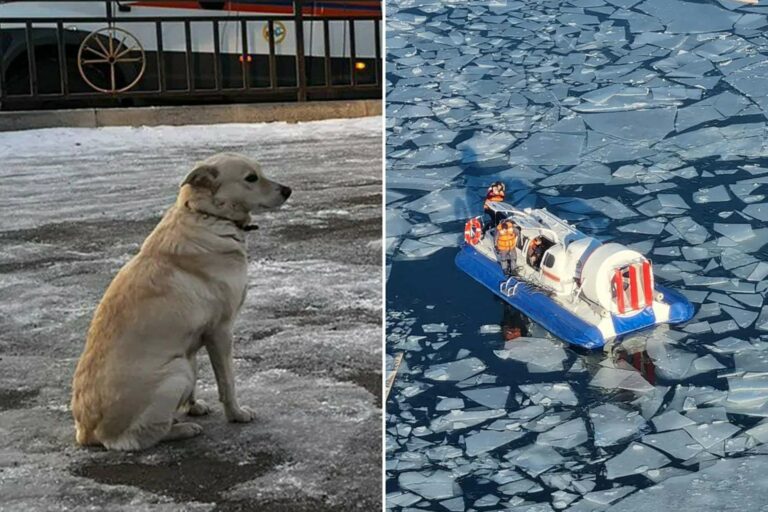 Un chien dévasté attend son maître noyé pendant 4 jours : crainte d'un chagrin mortel après des nuits de pleurs et un refus de s'alimenter