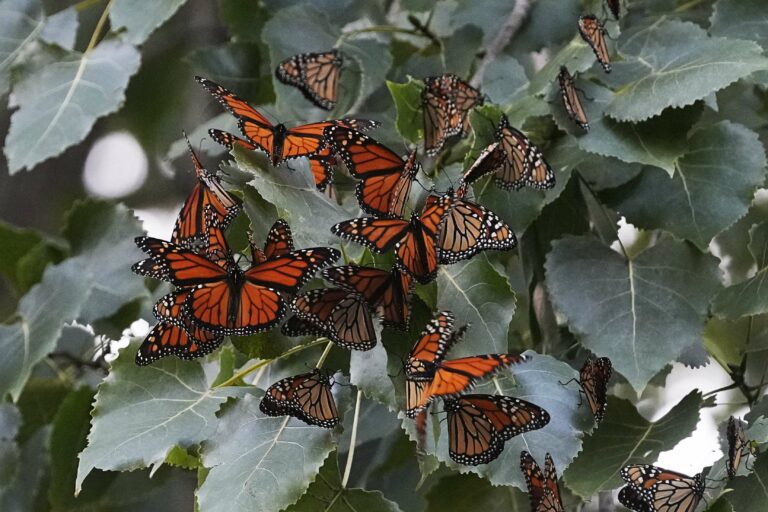 Les autorités de la faune envisagent de classer les papillons monarques parmi les espèces en danger