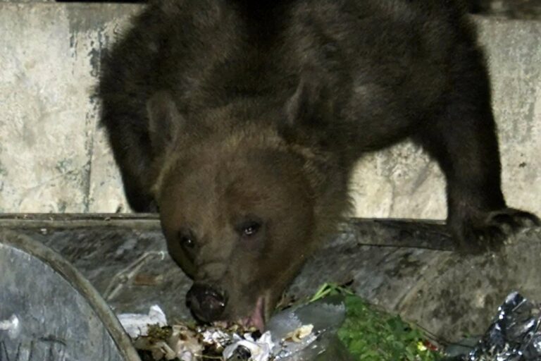 Exploration de la « capitale européenne des attaques d'ours » : une chasse massive pour 8 000 animaux après la tragédie d'un adolescent.