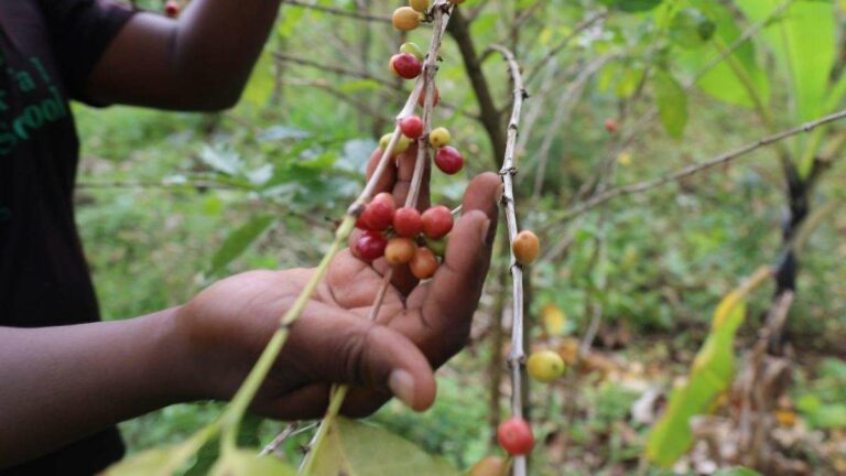 L'Ouganda : un récit caféier qui attire l'attention de l'Europe et profite à la Chine