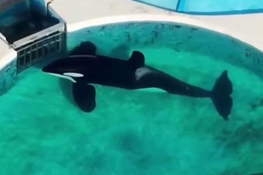 L'orque la plus isolée du monde présente un corps déformé après 32 ans de captivité dans une petite piscine, une vidéo révèle son état alarmant.