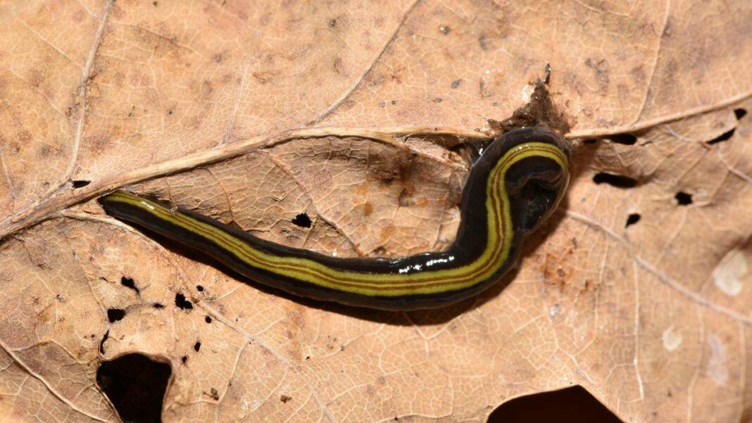 Titre : L'invasion des vers de strudel carnivores