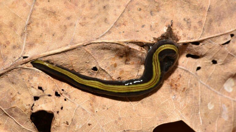 Titre : L'invasion des vers de strudel carnivores