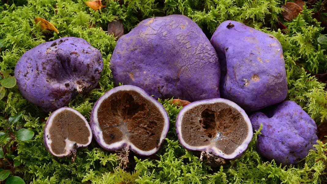 Découverte de fossiles d'excréments d'oiseaux : le moa éteint se nourrissait de champignons violets similaires aux truffes.